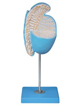 睾丸放大模型