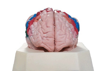 大脑皮质分区模型