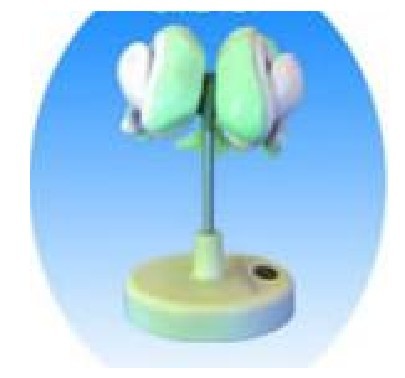 脑室与基底神经核模型