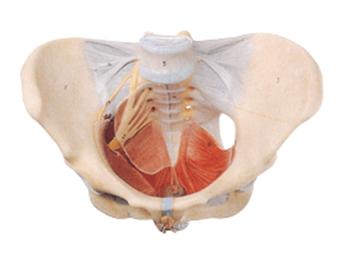 女性骨盆附盆底肌和神经模型