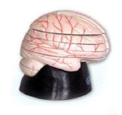 脑水平切面模型