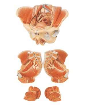 女性骨盆附生殖器官与血管神经模型