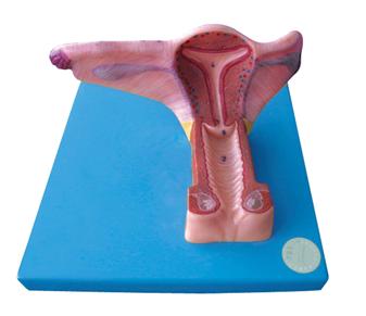 女性内生殖器官模型