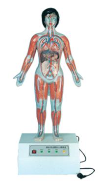 微电脑人体心动周期与大、小循环演示仪