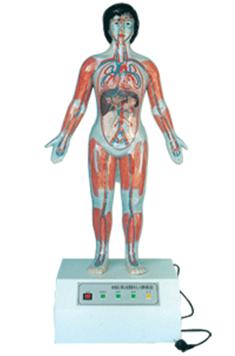 微电脑人体心动周期与大、小循环演示仪