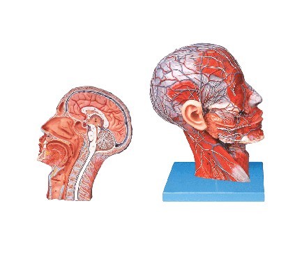 头部正中矢状切面附血管神经模型