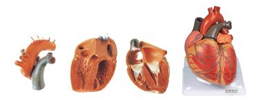 心脏解剖放大模型