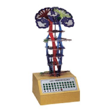 中枢神经传导电动模型