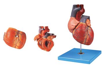 心脏传导系电动模型