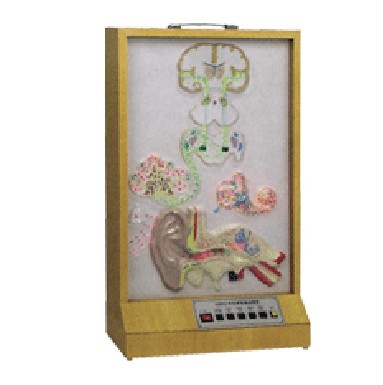 听觉传导电动模型