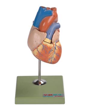 儿童心脏解剖放大模型