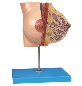 静止期女性乳房模型