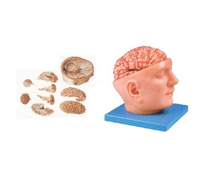 头部附脑和动脉模型