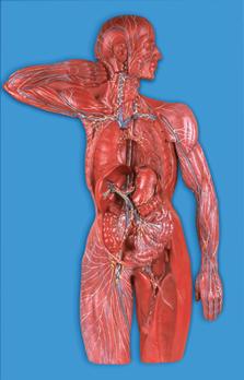 淋巴系统模型