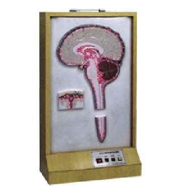 脑脊液循环电动模型