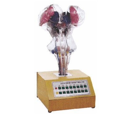 语音提示电动脑干模型