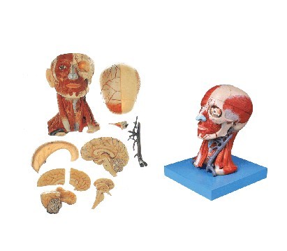 头颈部肌肉、血管附脑模型