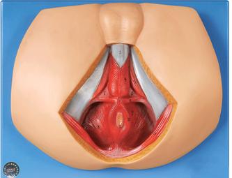 男性会阴模型