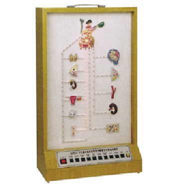 下丘脑与垂体激素对靶器官作用电动模型