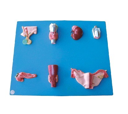 人体内分泌器官模型