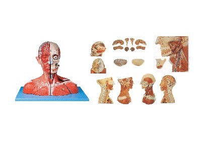 头颈部血管神经附脑模型