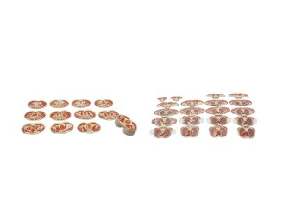 女性躯干断层解剖横切面模型