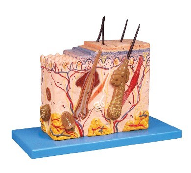 皮肤组织结构放大模型