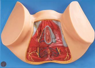 女性会阴模型