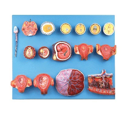 受精与早期胚胎发育过程模型