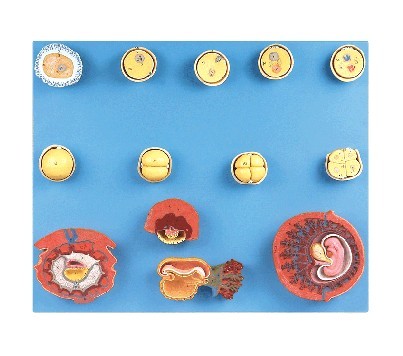 受精与初期胚胎发育过程模型