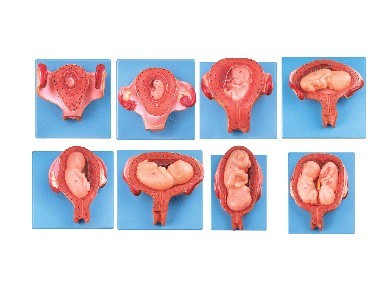 妊娠胚胎发育过程模型