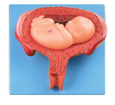 六个月胎儿模型