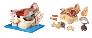 眼球与眼眶附血管神经放大模型