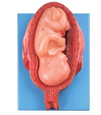 七个月胎儿模型