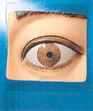 光控瞳孔调节模型