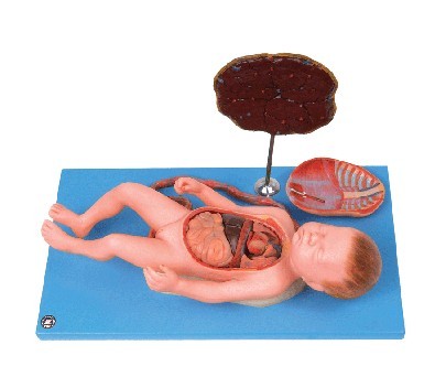 胎盘脐带与胎儿附内脏模型