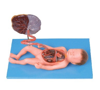 胎儿血液循环模型