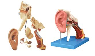 耳结构放大模型