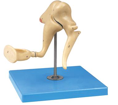 听小骨放大模型