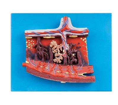 胎盘组织放大模型
