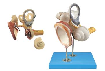 内耳、听小骨及鼓膜放大模型