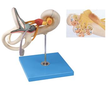 内耳迷路放大模型