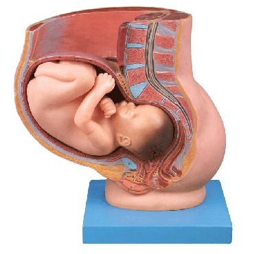 骨盆含妊娠九个月胎儿模型