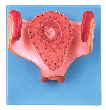 一个月胚胎模型