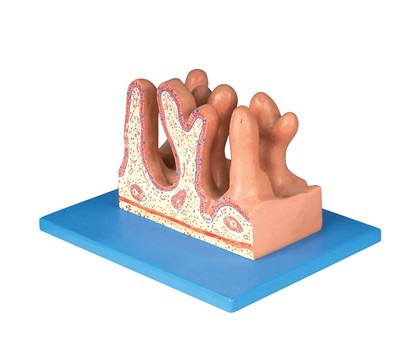 空肠内面放大模型