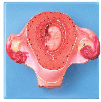 二个月胚胎模型