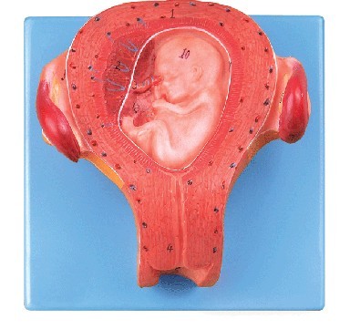三个月胚胎模型