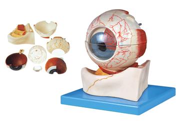 眼球构造放大模型