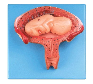 四个月胎儿模型