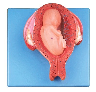 五个月胎儿模型